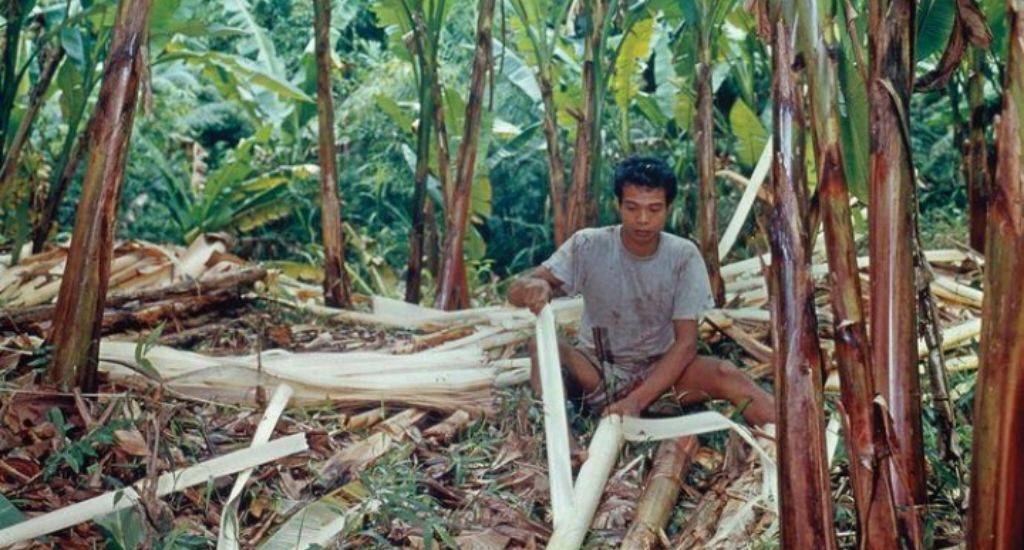 Abaca: the quiet strength of a tropical plant