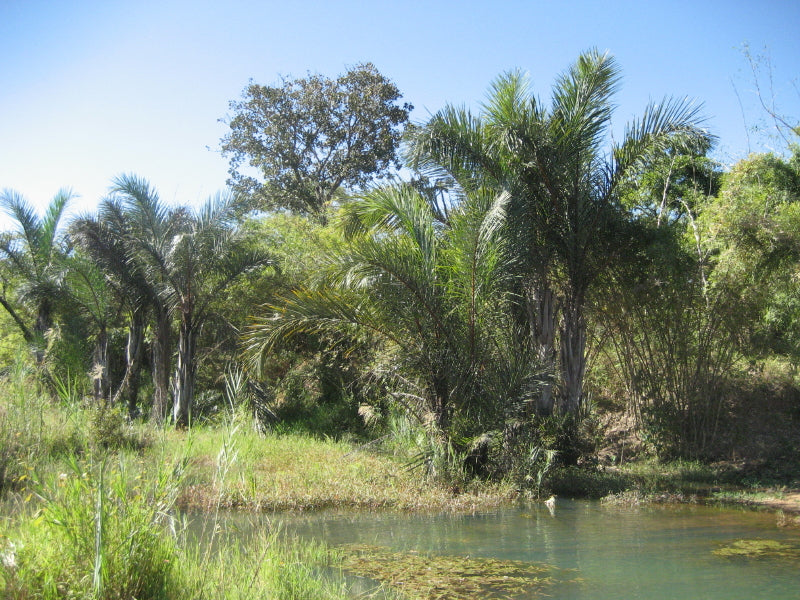 Raffia palms with long arching fronds growing beside a river in Madagascar
