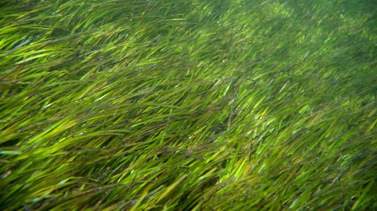 A green seagrass meadow swaying in clear, shallow coastal water